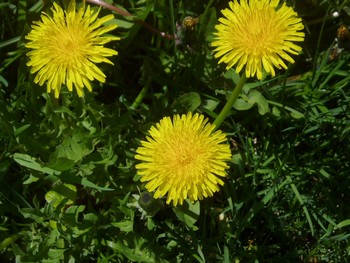 Dandelions- a Lawn Care Golden Opportunity