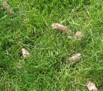 Aeration benefits your lawn