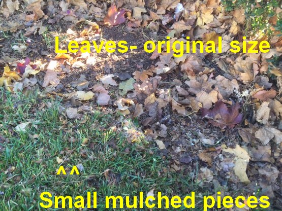 Fall leaves can make Lawn Care easier